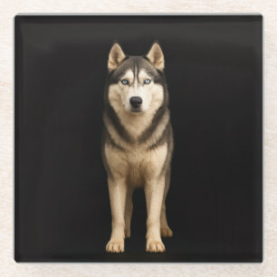 Zwart 4 Luxe Glas onderzetter, Icy Elite Husky Glazen Onderzetter