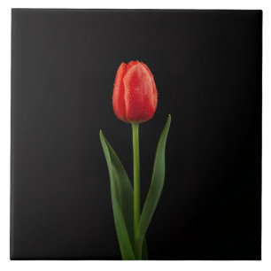 Zwart 4 Luxe Tegels met Robijnrode Tulp Tegeltje