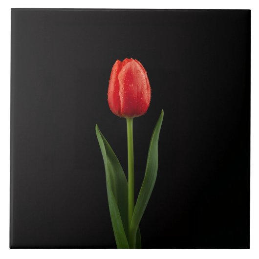 Zwart 4 Luxe Tegels met Robijnrode Tulp Tegeltje (Voorkant)