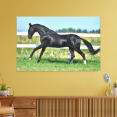 Zwart Akhal Teke hengst Galloping Paddock hek Canvas Afdruk (Insitu (Woonkamer))