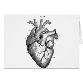 Zwart anatomisch hart
