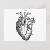 Zwart anatomisch hart