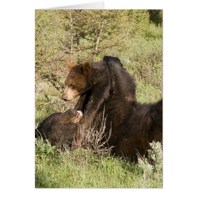 Zwart Beer (Voorkant)