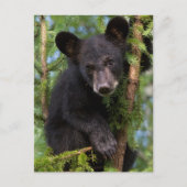 Zwart Beer afspelen in bomen Briefkaart (Voorkant)