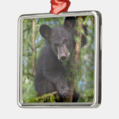 Zwart Beer afspelen in bomen Metalen Ornament (Links)