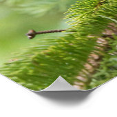 Zwart Beer afspelen in bomen Poster (Hoek)