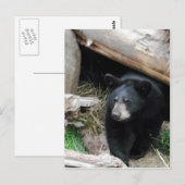 Zwart Beer Briefkaart (Voorkant / Achterkant)