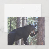 Zwart Beer Briefkaart (Voorkant / Achterkant)