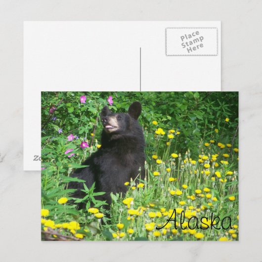 Zwart Beer Briefkaart (Voorkant / Achterkant)