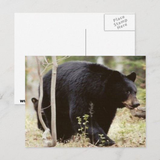 zwart beer briefkaart (Voorkant / Achterkant)