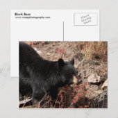 Zwart Beer Briefkaart (Voorkant / Achterkant)