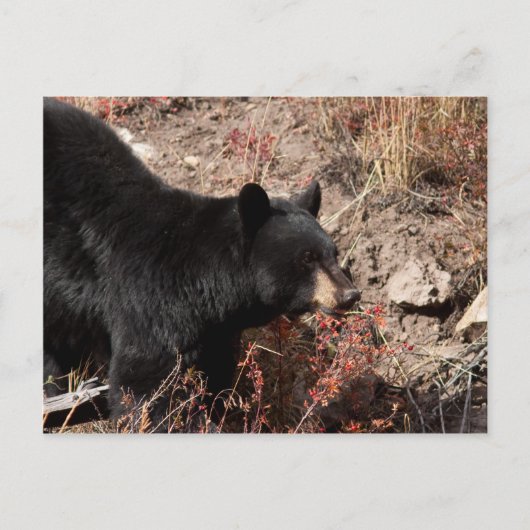 Zwart Beer Briefkaart (Voorkant)