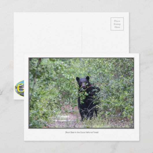 Zwart Beer Briefkaart (Voorkant / Achterkant)