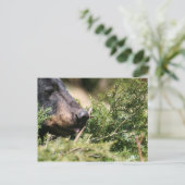 zwart beer briefkaart (Staand voorkant)