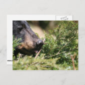 zwart beer briefkaart (Voorkant / Achterkant)