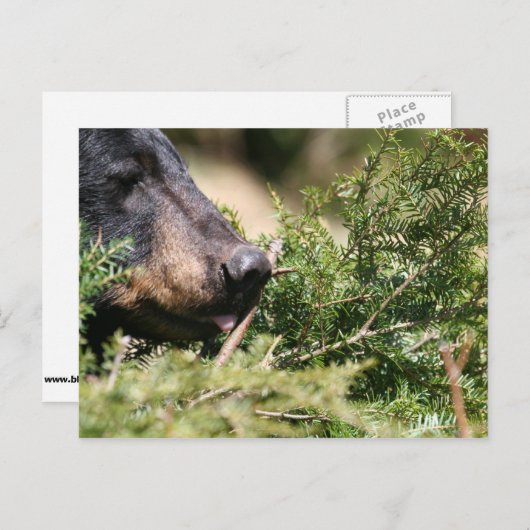 zwart beer briefkaart (Voorkant / Achterkant)