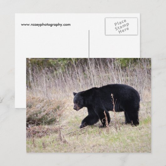 Zwart Beer Briefkaart (Voorkant / Achterkant)