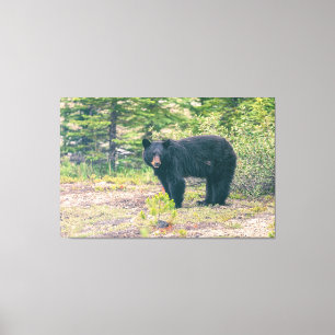 Zwart Beer Canvas Afdruk