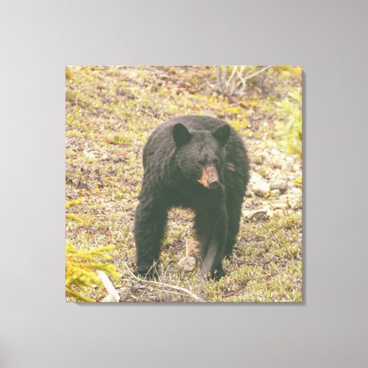 Zwart Beer Canvas Afdruk (Voorkant)