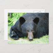 Zwart Beer - "Cubby" Briefkaart (Voorkant / Achterkant)