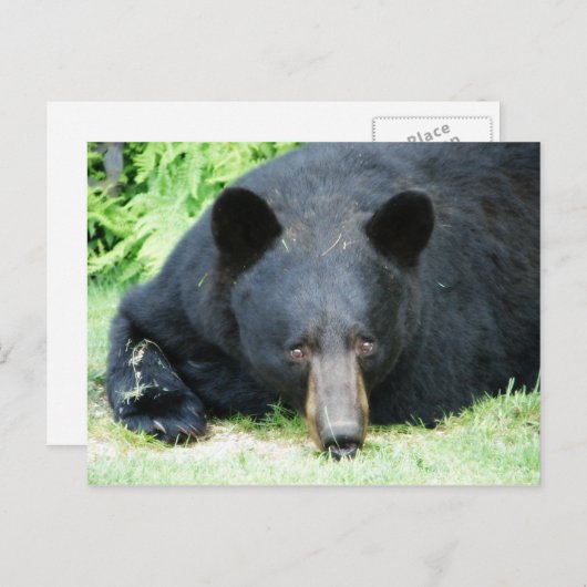 Zwart Beer - "Cubby" Briefkaart (Voorkant / Achterkant)