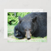 Zwart Beer - "Cubby Love" Briefkaart (Voorkant / Achterkant)