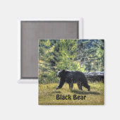Zwart Beer dat een ranch deeg passeert Magneet (Voorkant / Achterkant)