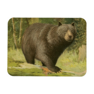 Zwart Beer dat op een boomstam steekt Magneet