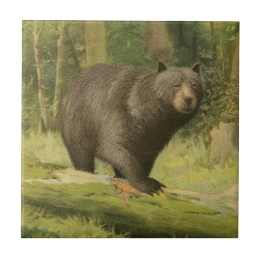 Zwart Beer dat op een boomstam steekt Tegeltje (Voorkant)