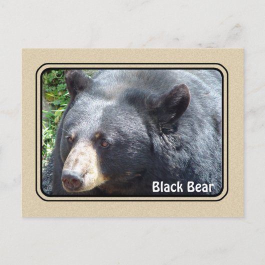 Zwart Beer Dierlijk Briefkaart (Voorkant)