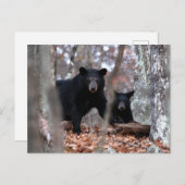 Zwart Beer en Briefkaart kubussen (Voorkant / Achterkant)