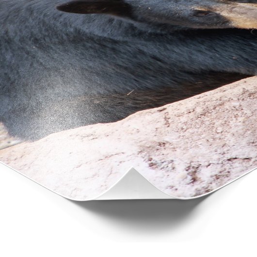 Zwart Beer Foto Afdruk (Hoek)