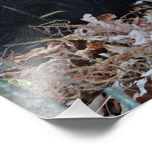 Zwart Beer foto's afdrukken Foto Afdruk (Hoek)