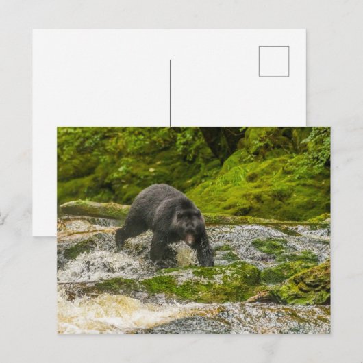 Zwart Beer Gevist | Qua Creek British Columbia Briefkaart (Voorkant / Achterkant)