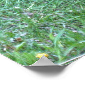 Zwart Beer grazen op groen gras in het wild Poster (Hoek)