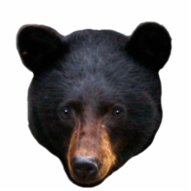 ZWART BEER Hoofd gebeeldhouwd Wildlife Art Gift Staand Fotobeeldje (Voorkant)