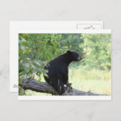 zwart beer in boom briefkaart (Voorkant / Achterkant)