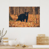 Zwart Beer in de najaarse Bossen Poster (Keuken)