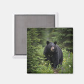 Zwart Beer in het Banff National Park Magneet (Voorkant / Achterkant)