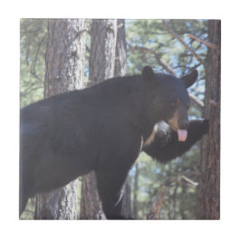 Zwart Beer Keramische Tegel Tegeltje