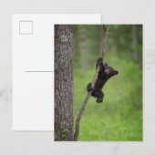 Zwart Beer Keuk op boomarm Briefkaart (Voorkant / Achterkant)