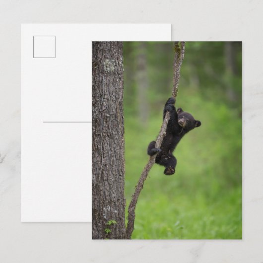 Zwart Beer Keuk op boomarm Briefkaart (Voorkant / Achterkant)