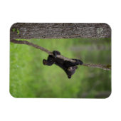 Zwart Beer Keuk op boomarm Magneet (Horizontaal)