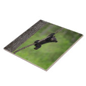 Zwart Beer Keuk op boomarm Tegeltje (Zijkant)