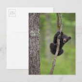 Zwart beer keuken spelen, Tennessee Briefkaart (Voorkant / Achterkant)