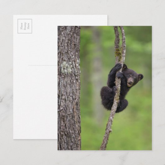 Zwart beer keuken spelen, Tennessee Briefkaart (Voorkant / Achterkant)