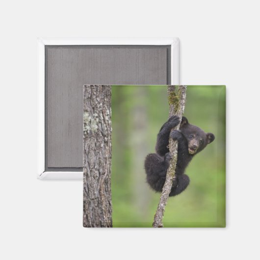 Zwart beer keuken spelen, Tennessee Magneet (Voorkant / Achterkant)