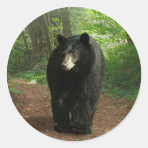 Zwart Beer loopt door de Stickers van het bos