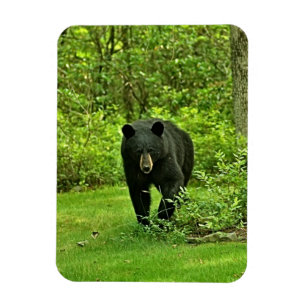 Zwart Beer Magneet