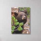 Zwart Beer met Blond Kleur Canvas Afdruk (Voorkant)